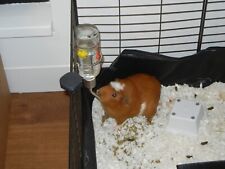 Guinea pig cage for sale  Los Angeles