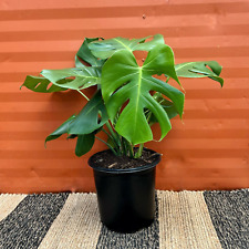 Large monstera deliciosa for sale  Homestead