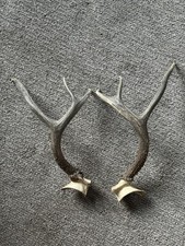 Mule deer antlers for sale  Tustin