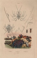 Sea life. phyllidia for sale  LONDON