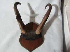 Pronghorn antelope horn for sale  Gilmanton