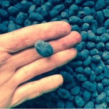 Indigo gem honeyberry for sale  Weyauwega