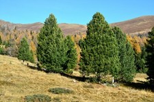 Graines pin alpes d'occasion  Sabres