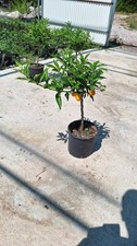 Kumquat mandarino cinese usato  Rodi Milici
