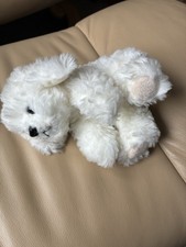 Muffin bichon frise for sale  SOUTH CROYDON