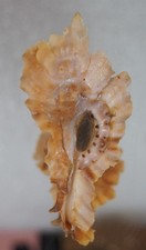 Murex phyllopterus rare for sale  Shipping to Ireland