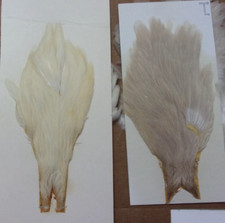 Hen rooster hackles for sale  Carlisle
