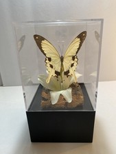 Lemon swallow tail for sale  Oneill