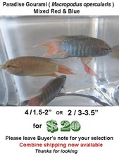 1.5 paradise gourami for sale  Wimauma