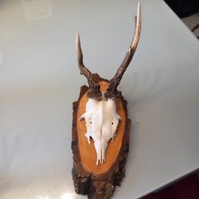 Rehheweih abnorm 5ender gebraucht kaufen  Konz