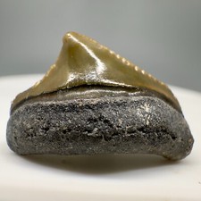 Verde Posterior 0,77" Fóssil Megalodon Dente de Tubarão- Vale dos Ossos comprar usado  Enviando para Brazil