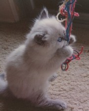 1980s kitten playing for sale  Mission