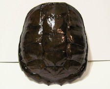 Real snapping turtle for sale  Anoka