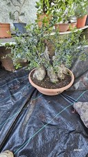Bonsai olivastro usato  Saltrio