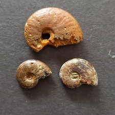 Pseudolioceras suessi ammoniti usato  Italia