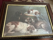 King charles spaniel for sale  GLOSSOP