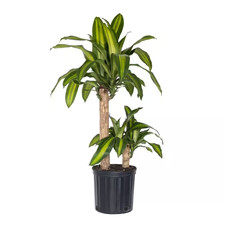 Dracaena mass cane for sale  Miami