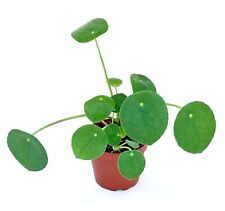 Chinese money plant for sale  Castaic