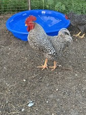 Pure barred rock for sale  Lockridge