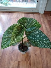 Begonia angel wing for sale  Ozawkie