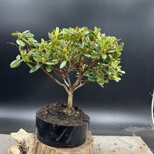 Shohin japanese azalea for sale  HULL
