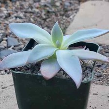 Echeveria cante hybrid for sale  Fresno