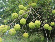 Osage orange tree for sale  Reading