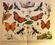 1895 stampa antica usato  Pescara