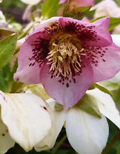 Stock hellebore pink for sale  NORWICH