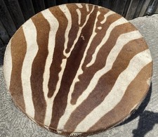 Stunning large zebra for sale  YEOVIL