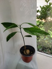 Organic hass avocado for sale  Winston Salem