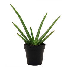 Tall aloe vera for sale  Denver