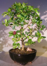 Cherry blossom bonsai for sale  Patchogue