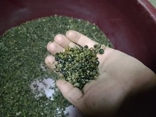 1000 semi asparago usato  Sanluri