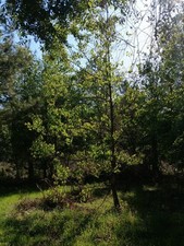 Live 4ft chinese for sale  Daytona Beach