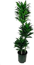 Dracaena janet craig for sale  USA