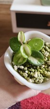 hoya gracilis plant for sale  WARRINGTON
