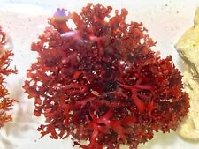 Live saltwater red for sale  Minneapolis