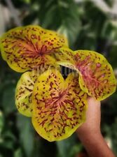 Authentic caladium emperor d'occasion  Expédié en Belgium