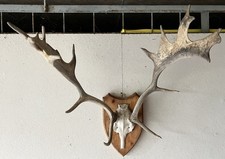 Altes damm hirschgeweih gebraucht kaufen  Bad Waldsee