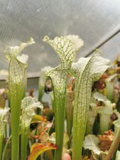 Sarracenia leucophylla sl002 usato  Lanciano