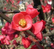 Semi japanese quince usato  Trappeto