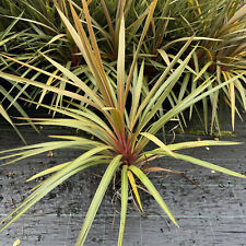 Cordyline australis red for sale  NEWTOWNARDS