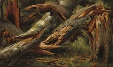 Fallen tree drink for sale  USA