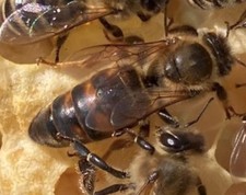 Imker carnica königinnen gebraucht kaufen  Merzhausen