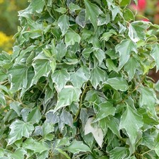Hedera helix glacier for sale  UK