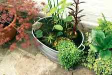 wildlife pond for sale  UK