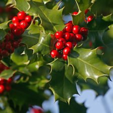 Evergreen hedge plant for sale  PETERBOROUGH