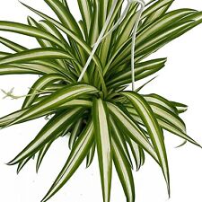 Reverse spider plants for sale  Riverhead