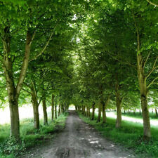 Small leaved lime for sale  NEWTOWNARDS